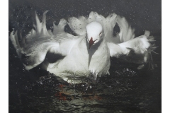 "Peace Dove in Turmoil", Fernando Podio