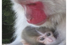 "Snow Monkey Mother and Baby", Fernando Podio