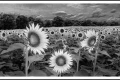 Sunflowers In Monochrome by Debbie Biddle