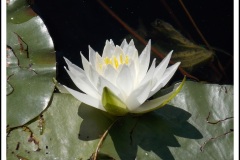 Water Lily by Don Kelemen