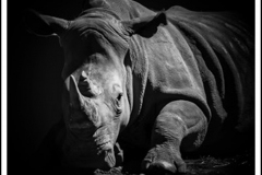 Rhino At Rest by Erdal Caba
