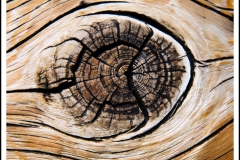 Wood Eye by Sophia Hepler