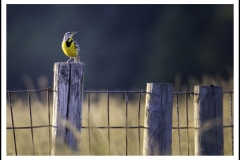 Eastern Meadowlark by Susan Stamey