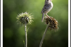 Grasshopper Sparrow by Susan Stamey