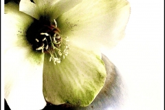 Bloom Grows by Terri McCord