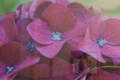Christy Schwartz - "Hydrangea a Flower Within"