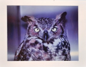 Owl PHOTO Jim Bandy