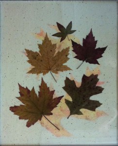 compton leaf collage II