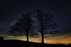 "Twin Trees at Night", Susan Stamey