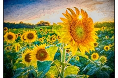 "Sunflowers at Sunset" by Susan Stamey ~ Photography ~ $125