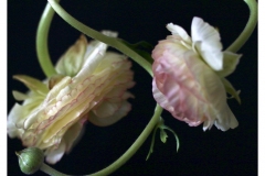"Intimate Ranunculus" by Kate Kirby ~ Photography ~ $150