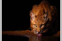 Bobcat At Night by Erdal Caba