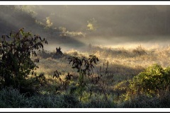 Autumn Morning by Maureen Barnosky