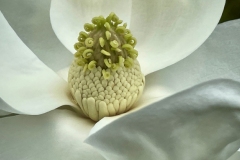 "Magnolia Bloom" by Nanine Hartzenbusch Fox