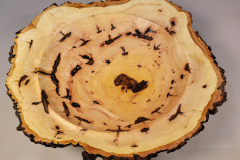 "Pecan Burl - Tree Knocked Down by Helene" - Warren Carpenter