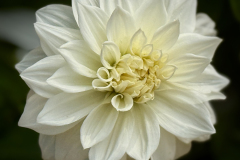 "Rajghat Dahlia" - Nanine Hartzenbusch Fox