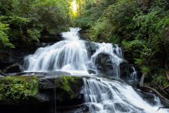 "Forest Falls" - Amanda Johnson