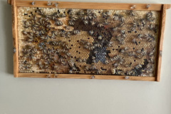 "APIs Mellifera" - Christy Jones