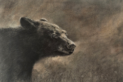 "Bear Necessities" Charcoal and Watercolor by Dale Cochran
