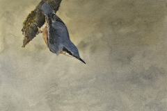 "Nuthatch" Watercolor by Dale Cochran