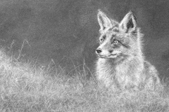 "Preparing To Pounce" Charcoal by Dale Cochran