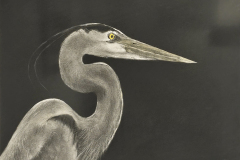 "The Heron" Watercolor by Dale Cochran